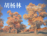 胡楊林